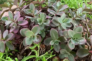 74 W Main St, Grantsville, UT 84029 - Photo 46