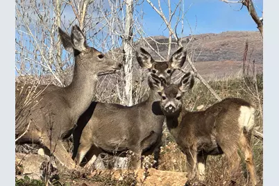 3732 N River Dr, Eden, UT 84310 - Photo 36