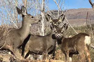 3732 N River Dr, Eden, UT 84310 - Photo 36