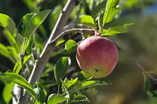 4611 S Cv Ln, Heber City, UT 84032 - Photo 60