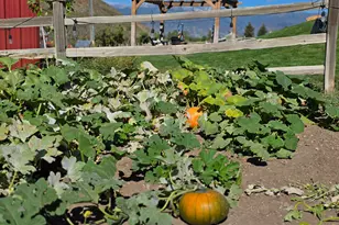 4611 S Cv Ln, Heber City, UT 84032 - Photo 58