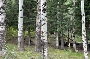 6071 N Shady Side Dr, Provo Canyon, UT 84604 - Photo 24