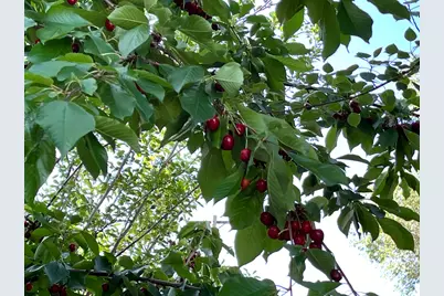 4085 S Olympic Way, Holladay, UT 84124 - Photo 34