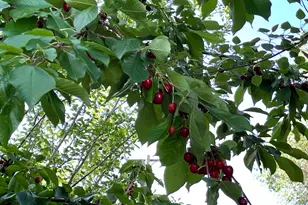 4085 S Olympic Way, Holladay, UT 84124 - Photo 34