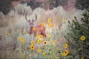 2042 S Valley Dr, Mapleton, UT 84664 - Photo 14