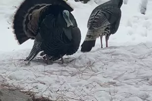 7980 S 2800 E, South Weber, UT 84405 - Photo 52