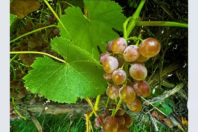 960 E Sagehill Dr, Millcreek, UT 84124 - Photo 30