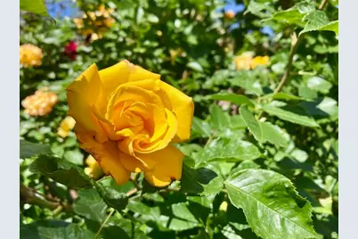 3984 S Luetta Dr, Millcreek, UT 84124 - Photo 44