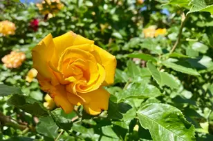 3984 S Luetta Dr, Millcreek, UT 84124 - Photo 44