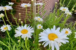 3984 S Luetta Dr, Millcreek, UT 84124 - Photo 48