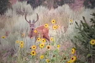 2254 S Valley Dr, Mapleton, UT 84664 - Photo 12