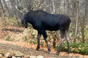 26 Birch Creek Dr, Fairview, UT 84629 - Photo 6