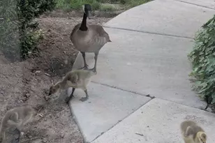 4611 S Quail Vista Cove, Millcreek, UT 84117 - Photo 28