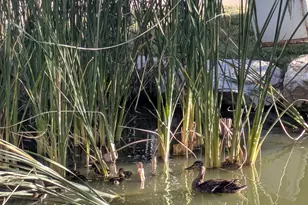 4611 S Quail Vista Cove, Millcreek, UT 84117 - Photo 34