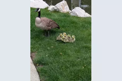 4611 S Quail Vista Cove #G, Millcreek, UT 84117 - Photo 26