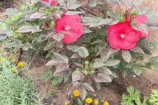 1702 Capitol St, Ogden, UT 84401 - Photo 38