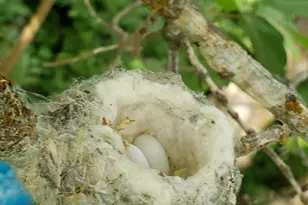 1535 Sumac Dr, Logan, UT 84321 - Photo 52