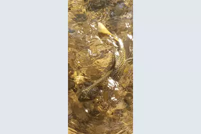 1535 Sumac Dr, Logan, UT 84321 - Photo 54