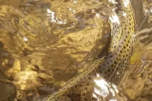 1535 Sumac Dr, Logan, UT 84321 - Photo 54