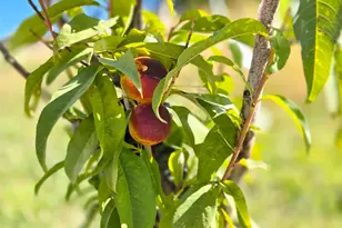 4611 S Cv Ln, Daniel, UT 84032 - Photo 76