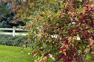 499 E 300 N, Alpine, UT 84004 - Photo 6