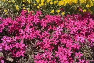 442 W 2540 N, Lehi, UT 84043 - Photo 32