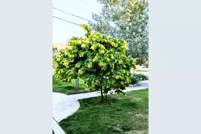 1515 E Gentile St, Layton, UT 84040 - Photo 72