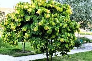 1515 E Gentile St, Layton, UT 84040 - Photo 72