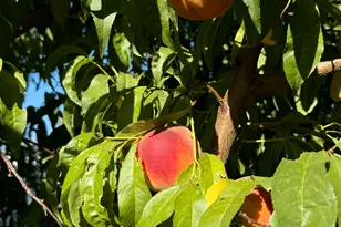 3056 S 1450 W, Perry, UT 84302 - Photo 50