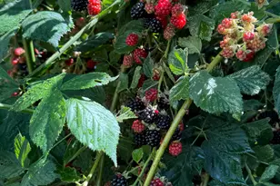 3056 S 1450 W, Perry, UT 84302 - Photo 46