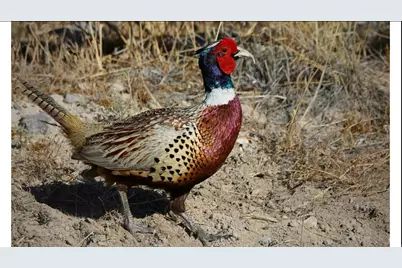 2042 S Valley Dr #57, Mapleton, UT 84664 - Photo 12