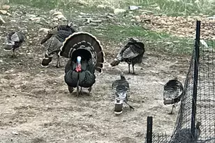 47 S Meadow Dr, Springville, UT 84663 - Photo 40