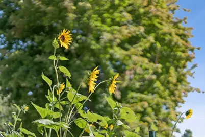 1410 S 300 E, Salt Lake City, UT 84115 - Photo 40