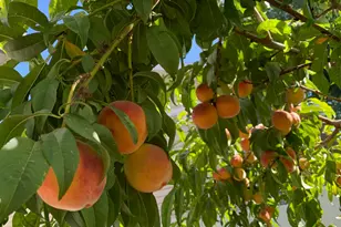 1445 W Silvercreek Dr S, Layton, UT 84041 - Photo 30