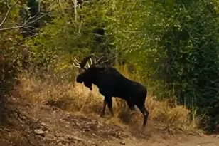 152 S Pne Dr, Huntsville, UT 84317 - Photo 54