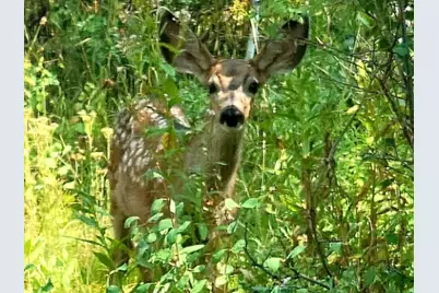 11607 Middle Fork Dr #SR16, Huntsville, UT 84317 - Photo 8