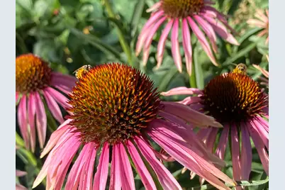 339 E 1900 St N, North Ogden, UT 84414 - Photo 40