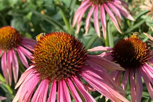 339 E 1900 St N, North Ogden, UT 84414 - Photo 40