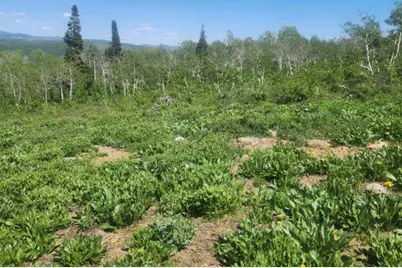 7434 N Rendezvous Rd #H250, Huntsville, UT 84317 - Photo 4