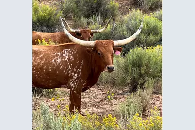 39 Upper Lick Rd #39, Kanab, UT 84741 - Photo 40