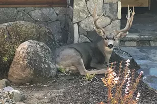 462 Arrowleaf Rd, Portola, CA 96122 - Photo 26