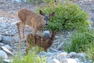 462 Arrowleaf Rd, Portola, CA 96122 - Photo 28