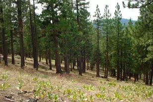 307 Big Cedar Ln, Portola, CA 96122 - Photo 6