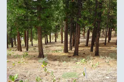 307 Big Cedar Lane, Portola, CA 96122 - Photo 2