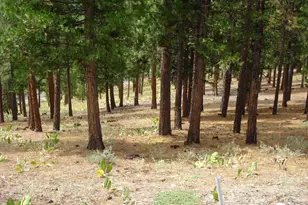 307 Big Cedar Ln, Portola, CA 96122 - Photo 2