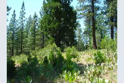 69 Blacktail Ridge, Portola, CA 96122 - Photo 4