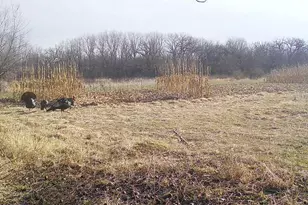 10385 N Rock City Rd, German Valley, IL 61039 - Photo 158