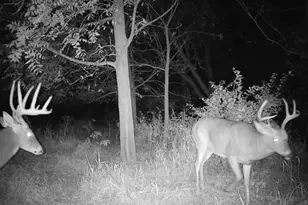 10385 N Rock City Rd, German Valley, IL 61039 - Photo 102