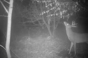 10385 N Rock City Rd, German Valley, IL 61039 - Photo 122