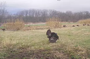 10385 N Rock City Rd, German Valley, IL 61039 - Photo 162